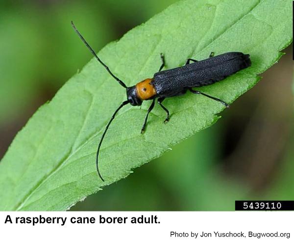Raspberry cane borer beetle